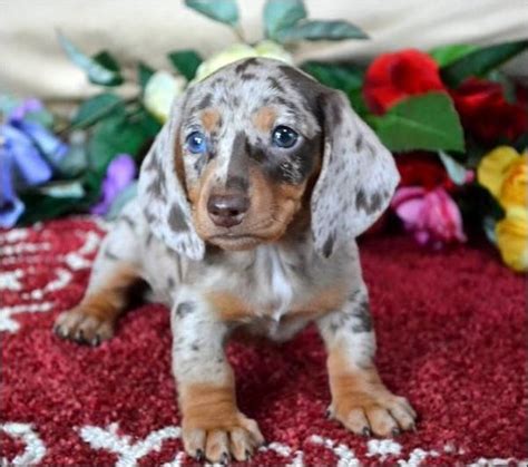 Mini Dachshund Dapple Puppies For Sale In Ky