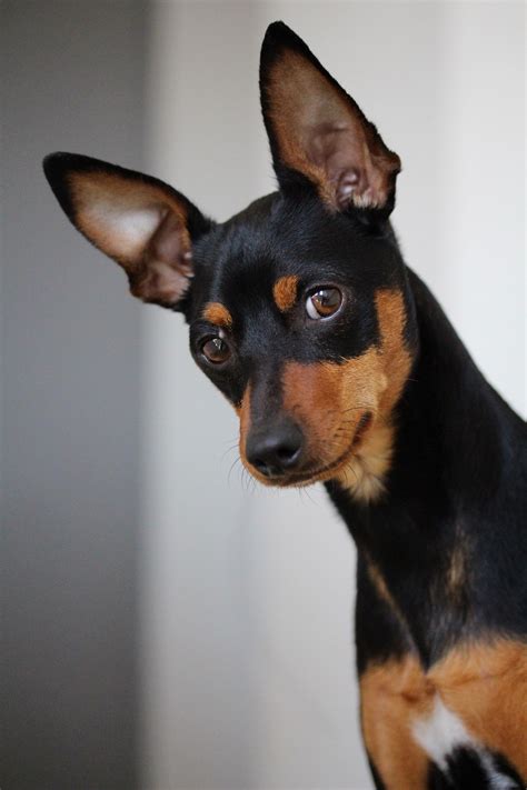 Mini Doberman Pinscher Dog: The Perfect Companion For Small Living
Spaces