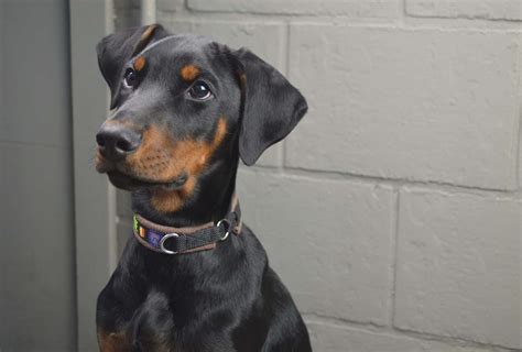 Mini Doberman Rottweiler Mix: The Perfect Companion For Your Home