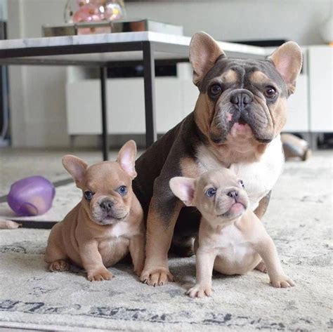 Mini French Bulldog Rescue: Giving Hope To Small Canines
