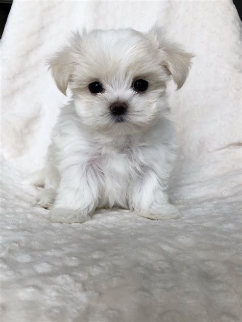 Teacup Maltese Puppy for sale! iHeartTeacups
