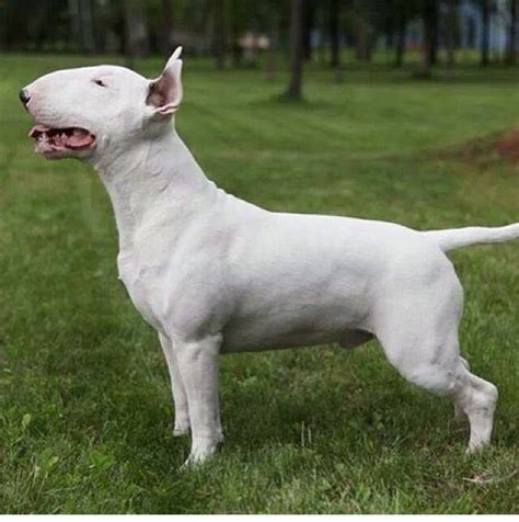 Mini Roman Nose Bull Terrier: The Unique And Lovable Dog Breed Of 2023