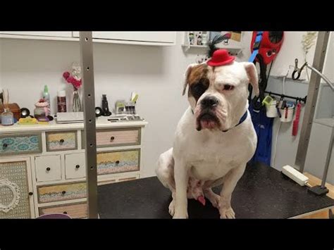 Mini American Bulldog Grooming