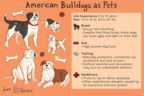 Mini American Bulldog History