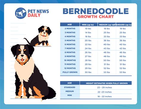 Mini Bernedoodle Feeding Chart