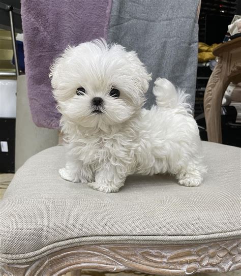 Somi Female Teacup Bichon Frise Mini Teacup Puppies, INC