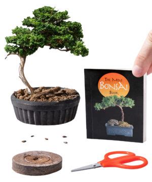 Mini Bonsai Tree Kit