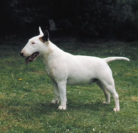 Mini Bull Terrier Black: The Unique And Relaxed Companion You Need