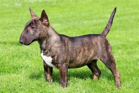 Mini Bull Terrier Cost