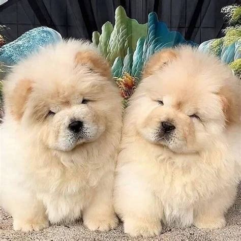 Best Quality Chow Chow Puppies for Sale In Singapore (March 2019)