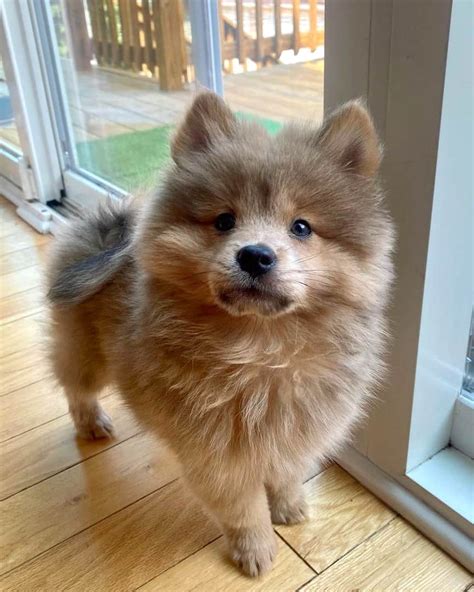 Mini Chow Chow Puppy Dogs,Pets & Pet Care