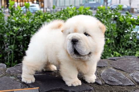 Miniature Chow Chow for sale Only 4 left at 70