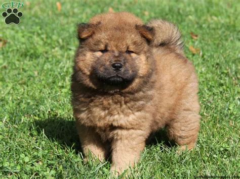 Mini Chow Chow Puppies For Sale