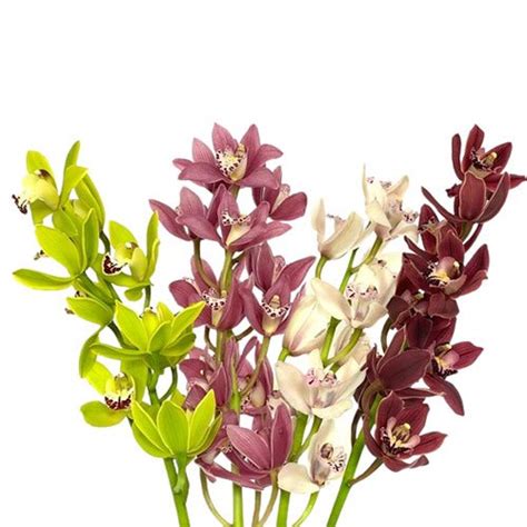 Mini Cymbidium Orchid