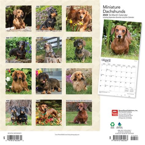 Miniature Dachshunds Calendar 2023 Animal Den