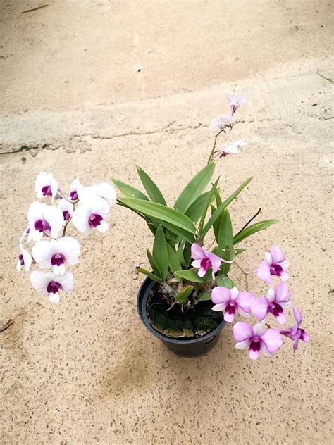Mini Dendrobium Species