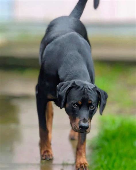 Roscoe, mini Doberman or Rottweiler mix with blue eyes Mixed breed