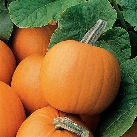 Mini Pumpkin Prowess