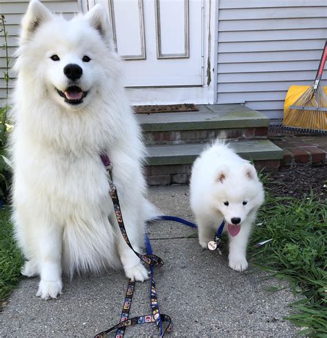 Samoyed Dog Full Grown so Cute