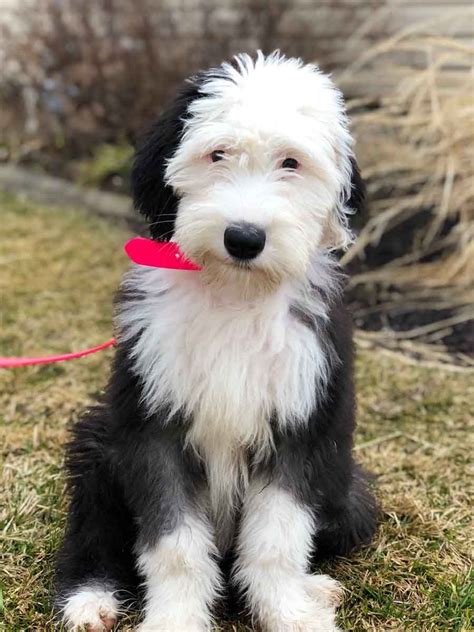 Discover The Mini Sheepadoodle Dog: A Lovely And Loyal Companion