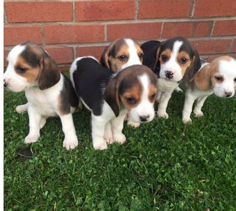 Miniature Beagle Puppies For Sale In Kansas