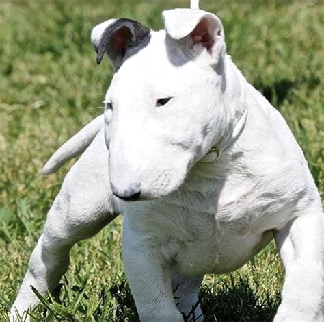 Miniature Bull Terrier Pictures, Information, Temperament