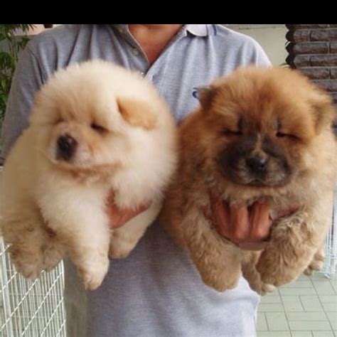Miniature Chow Chow Puppies: Everything You Need To Know