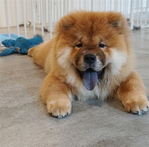 Miniature Chow Chow Puppies For Sale