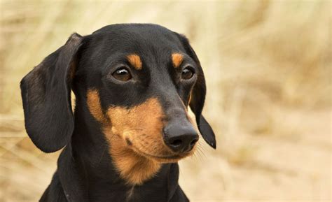 Miniature Dachshund Black And Tan