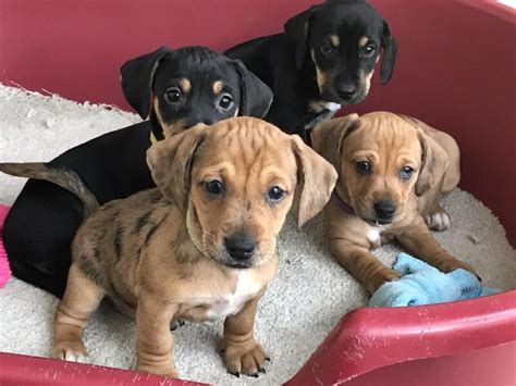 Miniature Dachshund Cross Jack Russell Puppies For Sale