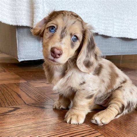 Miniature Dapple Dachshund Puppies For Sale In Texas