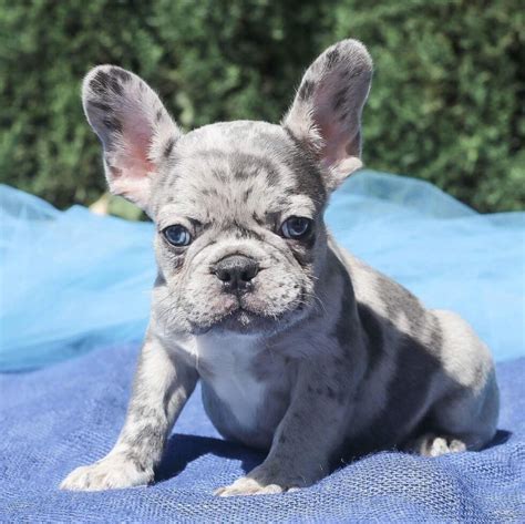 Milo Male AKC French Bulldog puppy for sale [Sparta, North Carolina