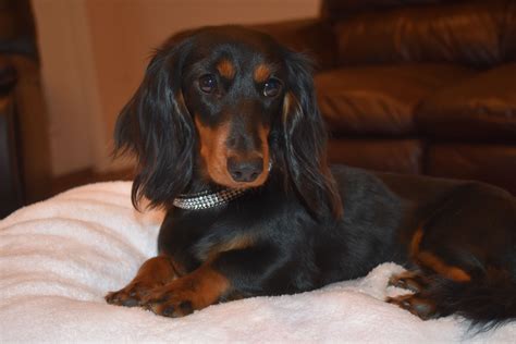 Miniature Long Haired Dachshund Puppies For Sale In Texas
