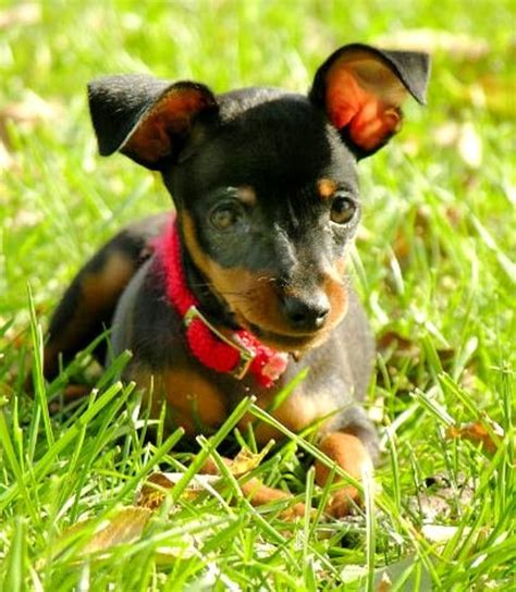 Miniature Pinscher Dog Breed history and some interesting facts