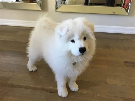 Miniature Samoyed Poodle Mix: The Perfect Companion For Every Dog Lover