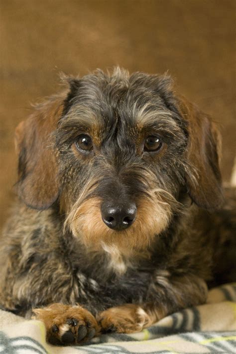 69+ Wire Haired Dachshund For Sale California Pic Bleumoonproductions