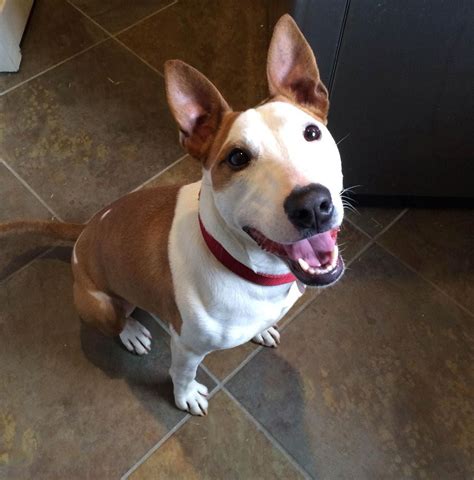 Miniature Bull Terrier Jack Russell Mix: A Unique And Lovable Hybrid