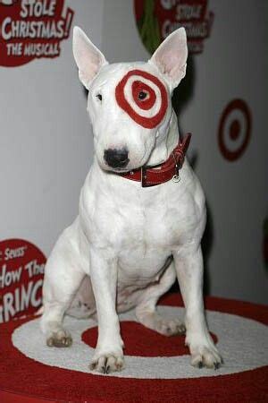 TARGET CANADA Mini bull terriers, Bull terrier funny, Most cutest dog