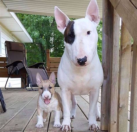 Miniature Bull Terrier Videos