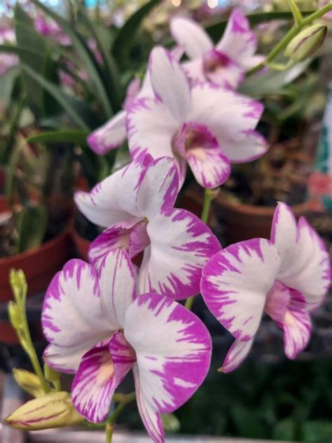 Miniature Dendrobium Orchids