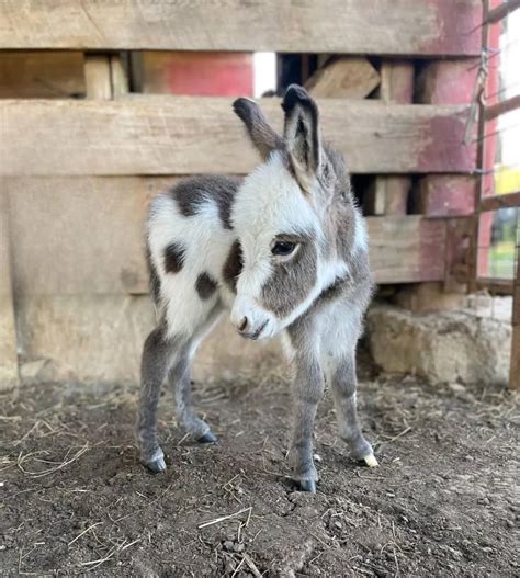 Miniature Donkey For Sale Indiana Bleumoonproductions