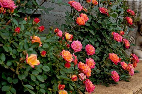 Miniature Roses: Small but Mighty