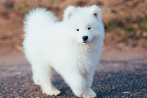Pin by Olivia S on Samoyedo Samoyed puppy, Samoyed dogs, Baby dogs