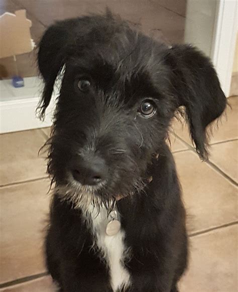 Miniature Border Schnollie (Border Collie x Miniature Schnauzer