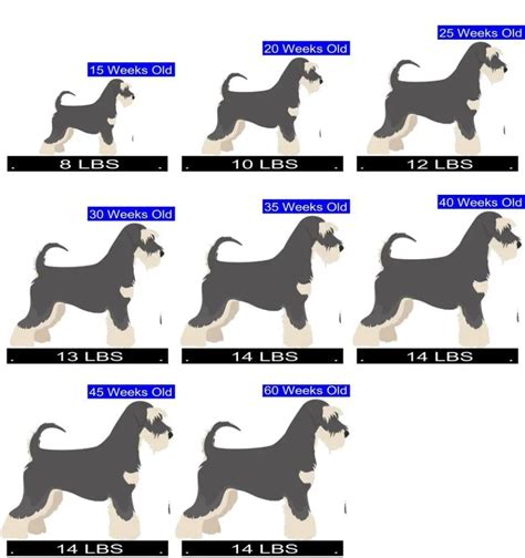 Calculate Your Miniature Schnauzer's Ideal Weight with Our Schnauzer Weight Calculator