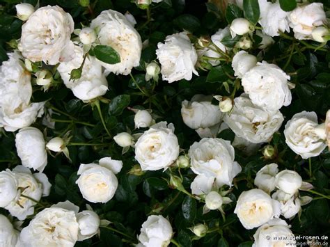 Miniature White Roses