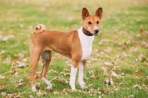 Minimal Shedding Medium Sized Short Hair Dog Breeds