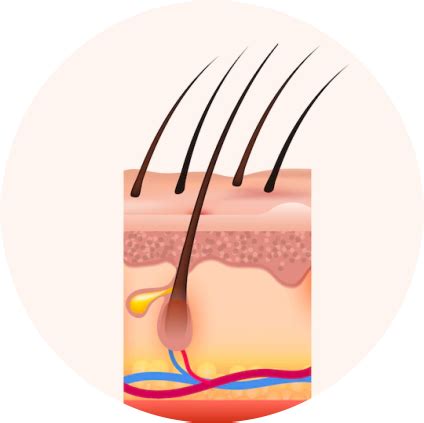 Minoxidil's initial penetration