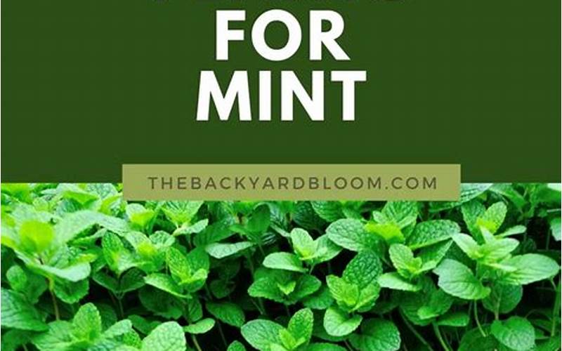 Mint Companion Planting