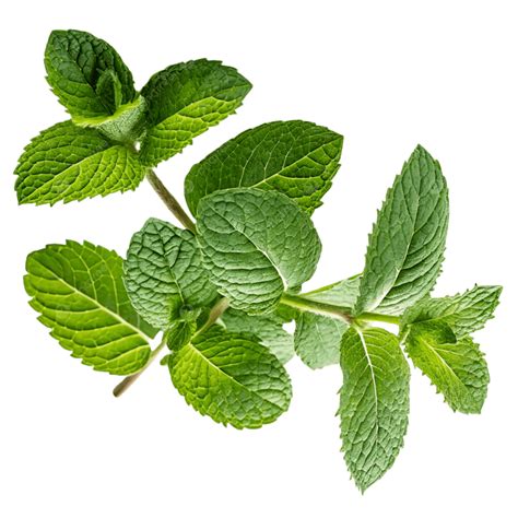 Mint Branch 3D PNG